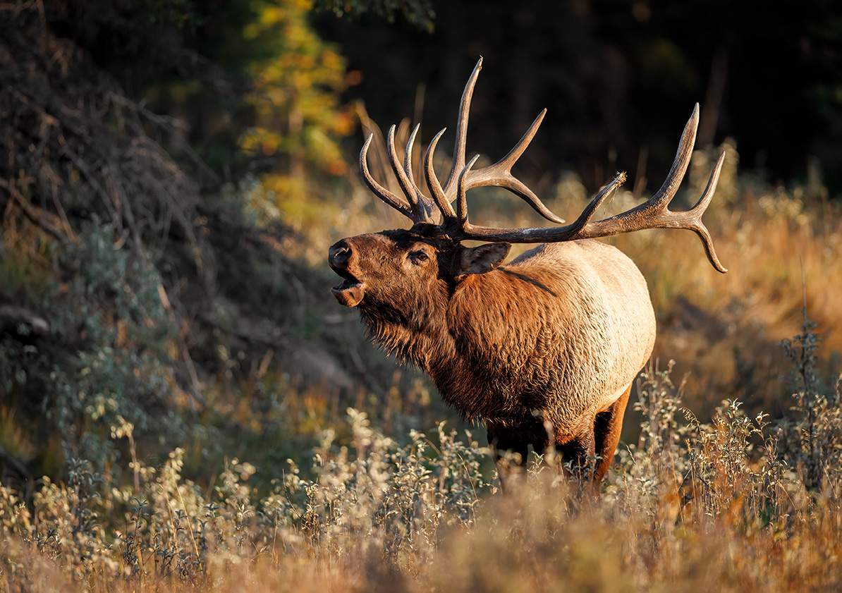 Elk Mountain Inn is the perfect motel for your hunting trip to Meeker Colorado!